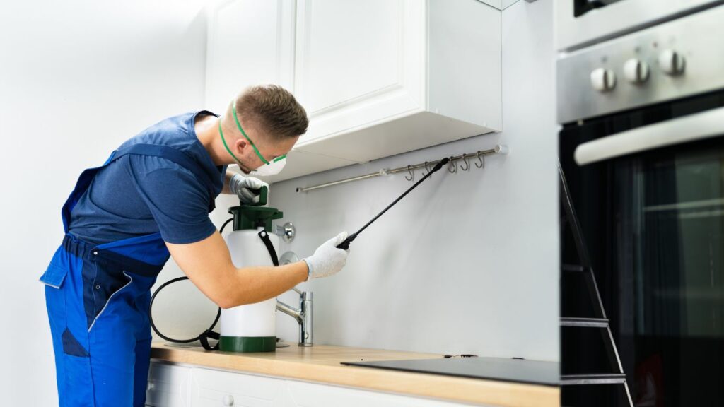 Pest Control in Abu Dhabi 