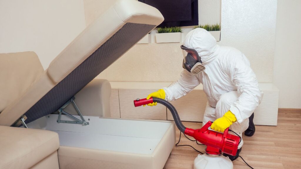 Pest Control in Abu Dhabi